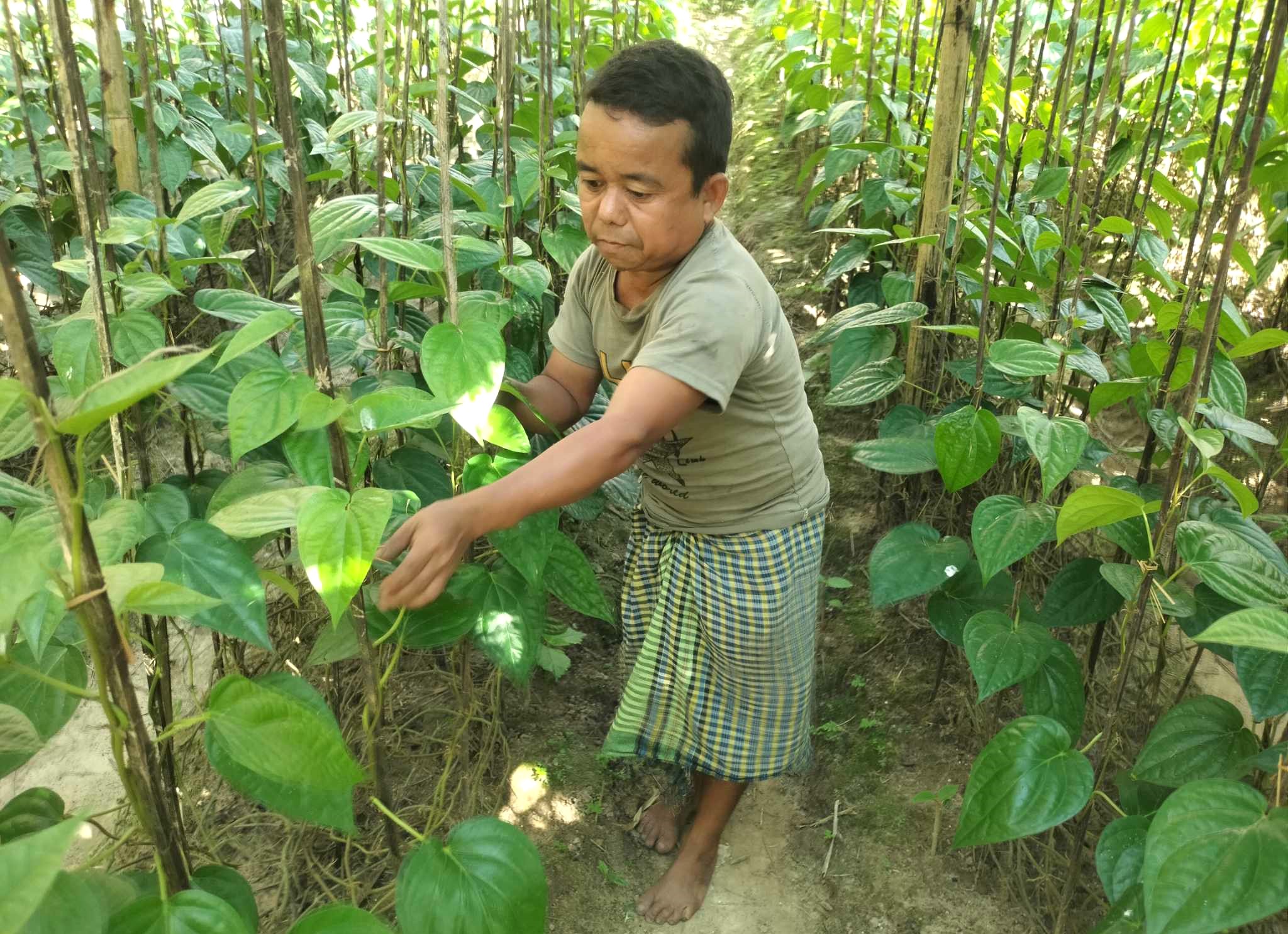 খর্বকায় নলেন ত্রিপুরা: পানছড়ির সফল পান চাষী