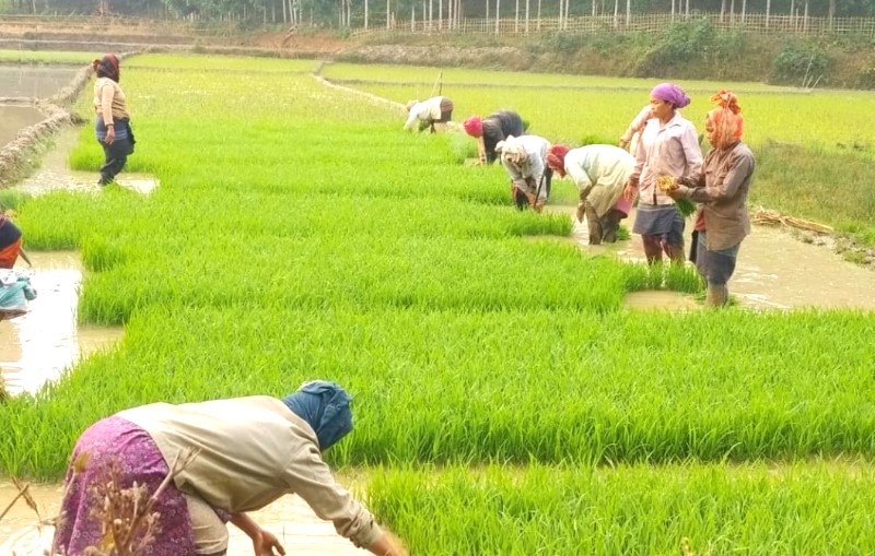 মহালছড়িতে ১৩ শত ৩০ হেক্টর জমিতে বোরো ধান চাষের লক্ষ্যমাত্রা