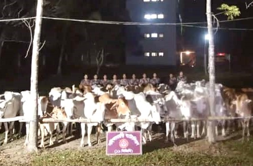 নাইক্ষ্যংছড়ির গহীন বন থেকে বিজিবির অভিযানে ৪২টি বার্মিজ গরু জব্দ